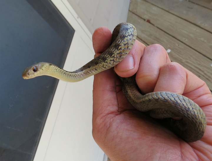 Eastern Garter Snake